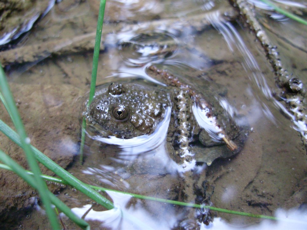 Tipologie di habitat dell''ululone nella collina atesina